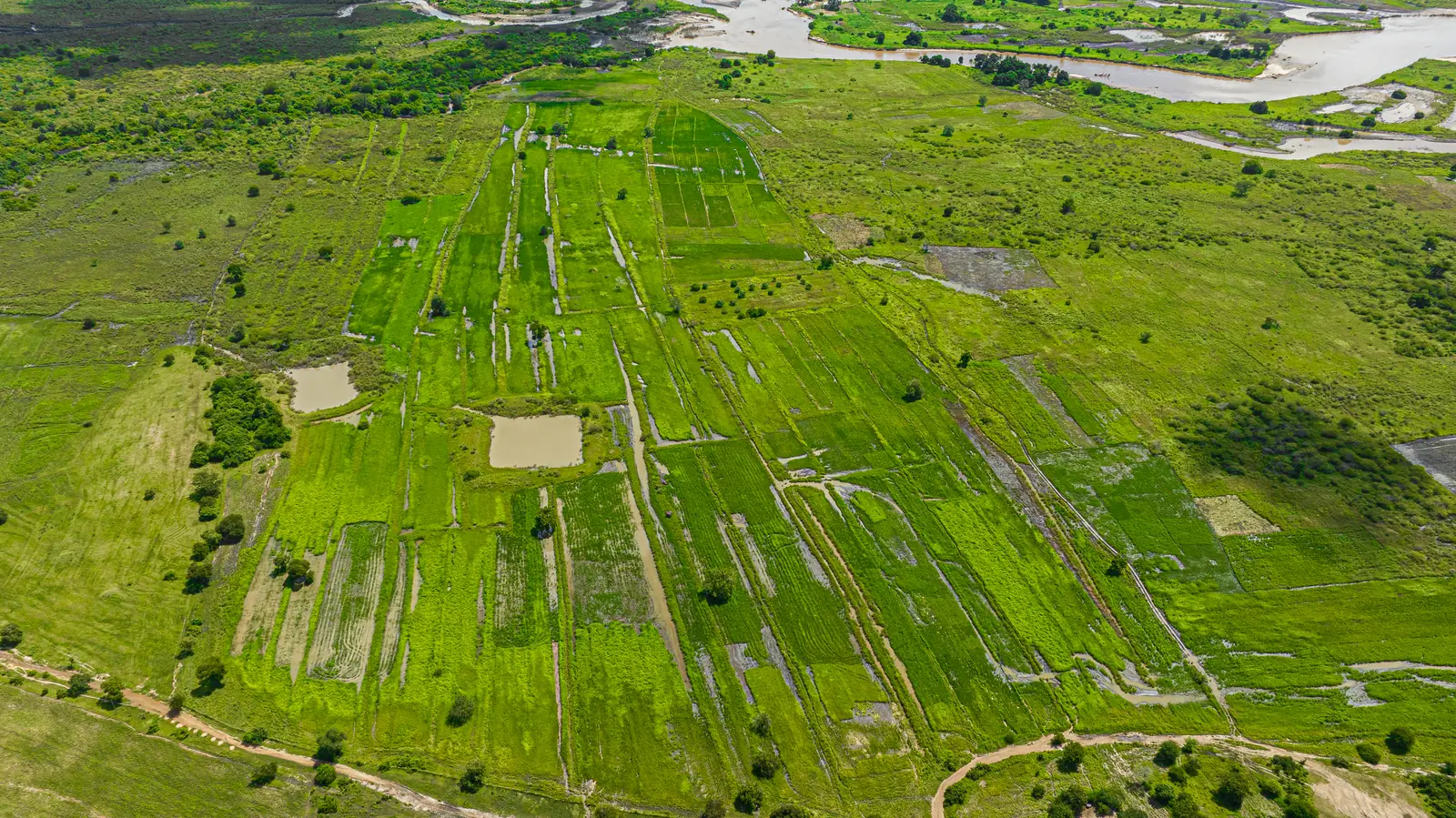 Strips of irrigated paddy fields seen from the air