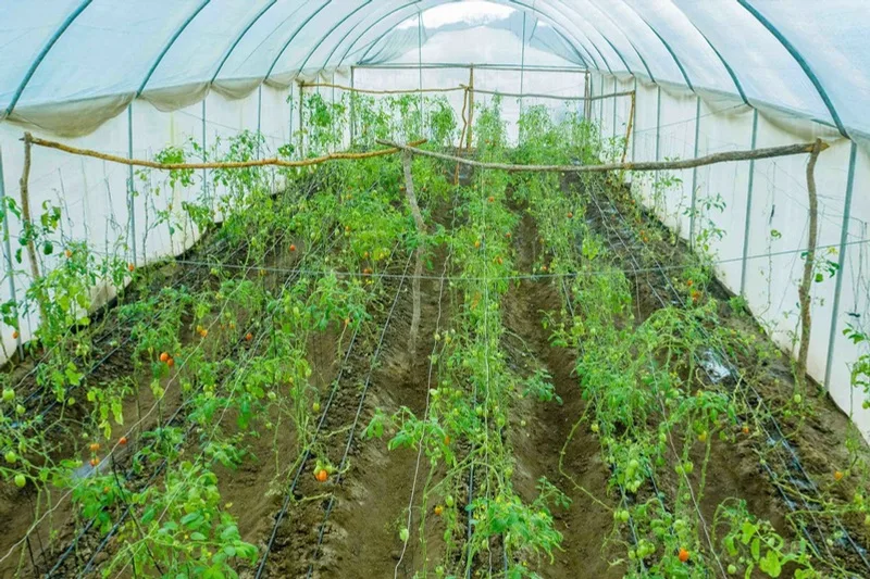 Tomatoes growing on drip irrigation inside a greenhouse