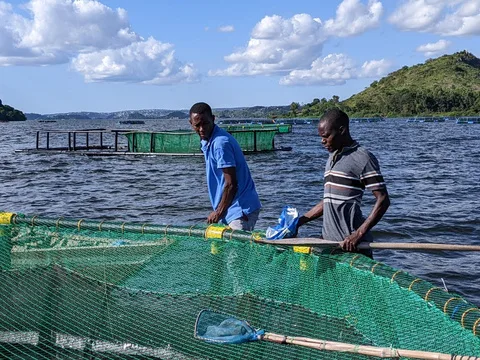 Staff tending fish cages on Lake Victoria in Mwanza