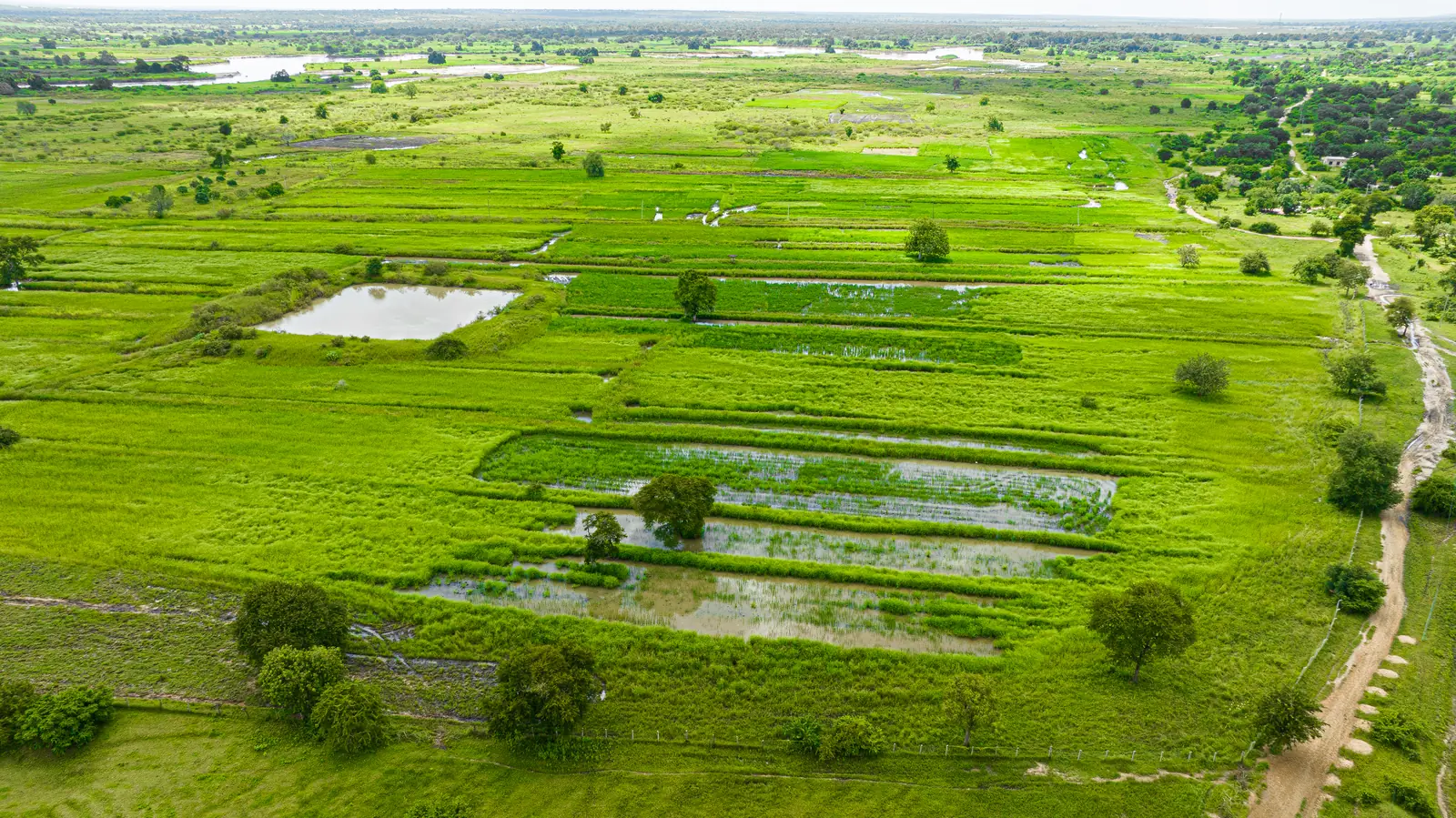 Irrigated paddy blocks and storage ponds, from the air