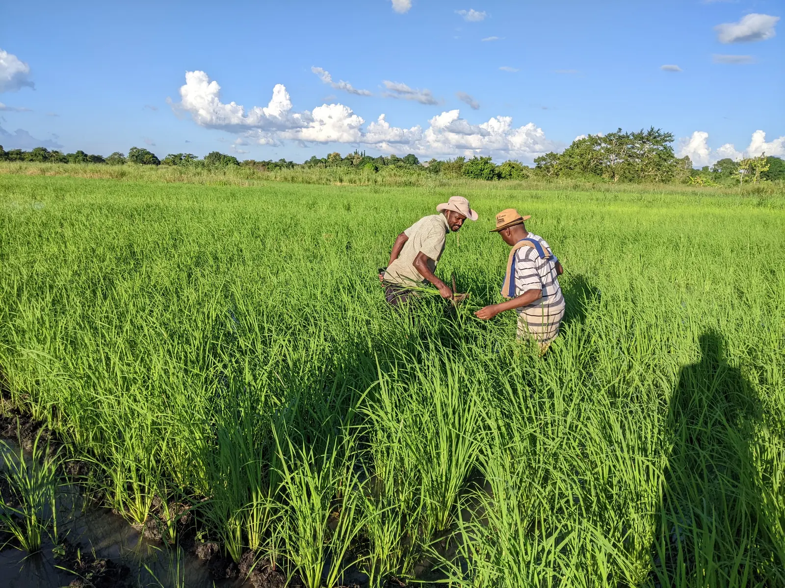 Examining paddy plants in the field