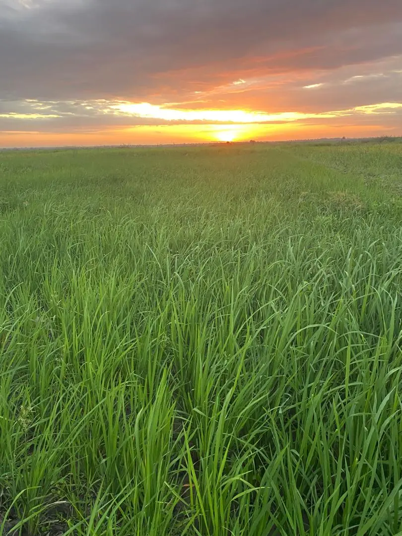 Sunset over green paddy